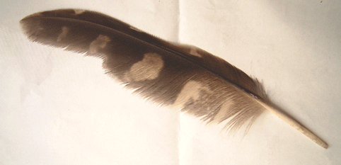 c0042548_16114130.gif