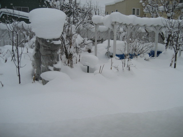 １２月１０日　　庭の様子　　落ちる雪_a0075455_1422039.jpg