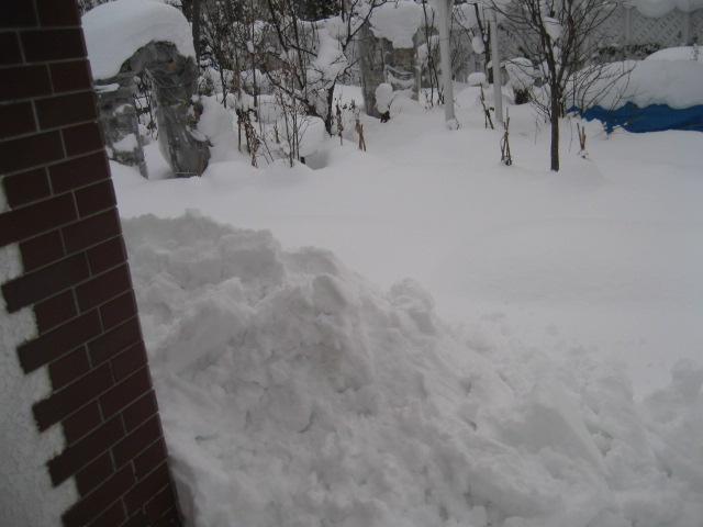 １２月１０日　　庭の様子　　落ちる雪_a0075455_143592.jpg