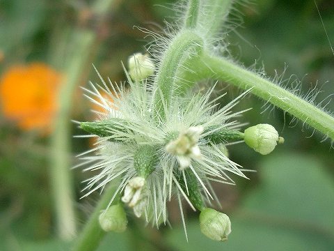 アレチウリ(荒地瓜)・・・特定外来生物:植物_c0085874_16342728.jpg