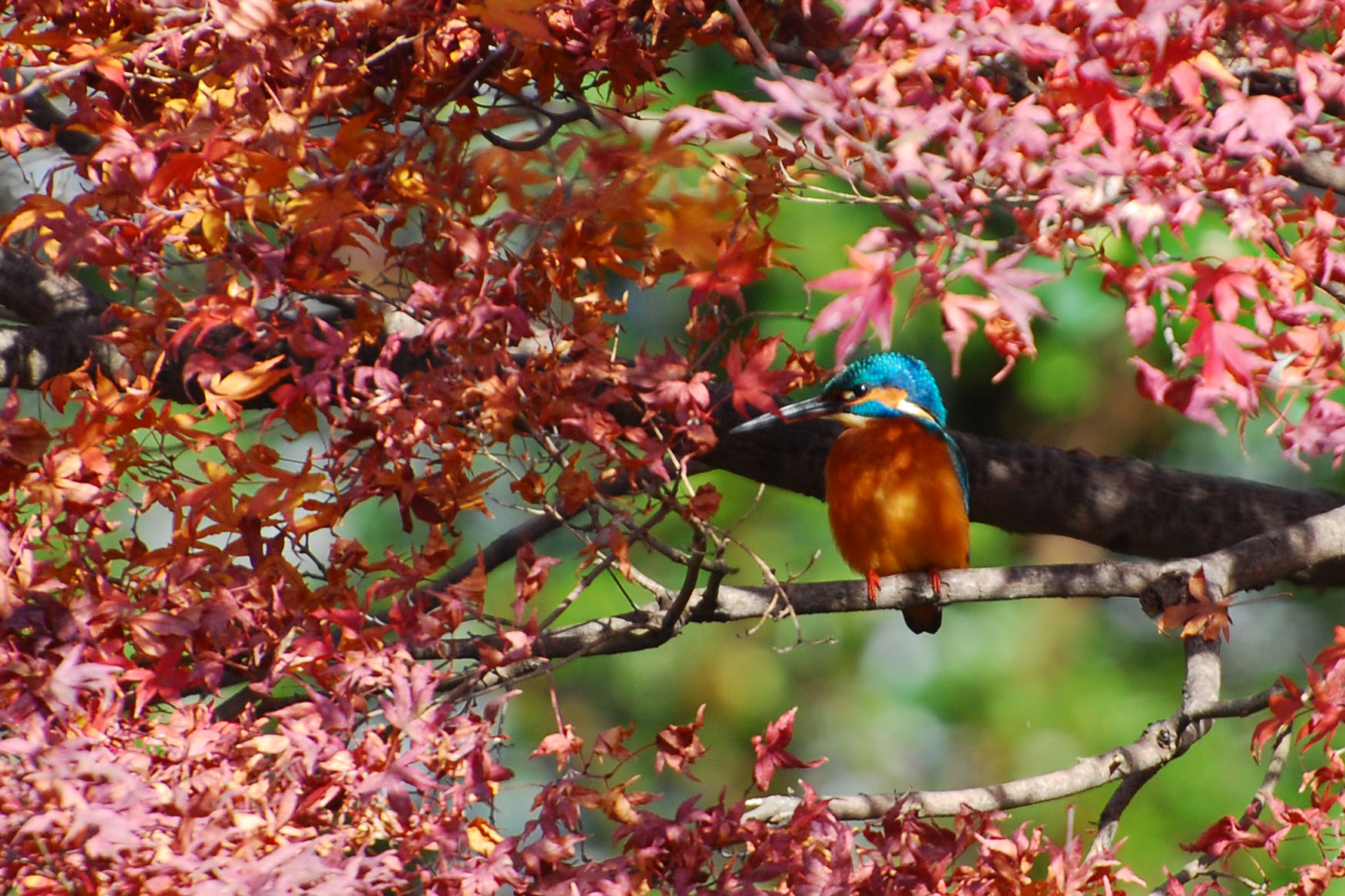 AF-S Nikkor VR 70-300mm F4.5-5.6G 試写_e0071178_20444030.jpg