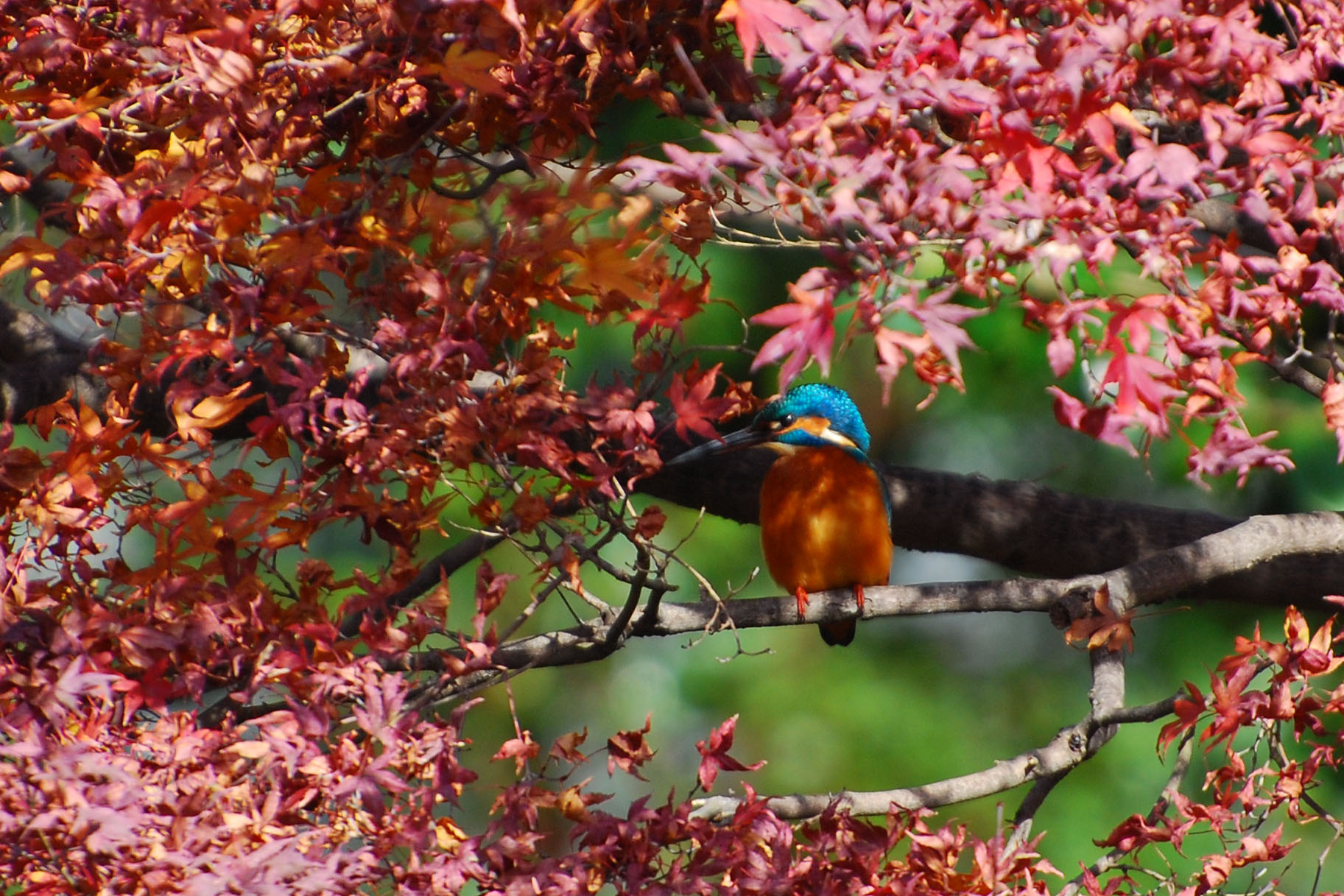 AF-S Nikkor VR 70-300mm F4.5-5.6G 試写_e0071178_20474127.jpg