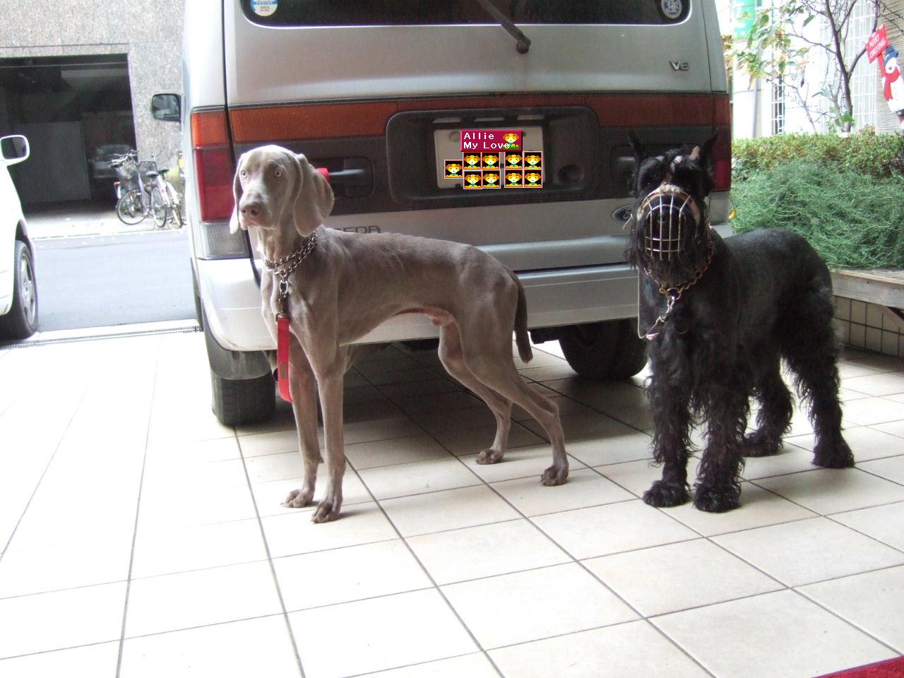 Dog School Report (45)　3週間のブランク_e0009283_1533296.jpg