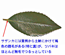 サザンカとツバキの違い 楽餓鬼