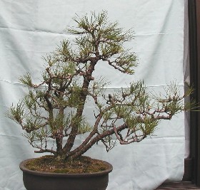 2006年・黒松・株立ち : 海辺のキッチン倶楽部もく 2006年・黒松・株立ち : 海辺のキッチン倶楽部もく