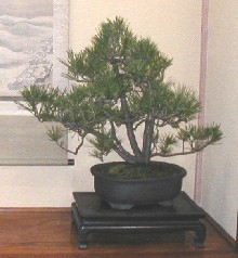 2006年・黒松・株立ち : 海辺のキッチン倶楽部もく 2006年・黒松・株立ち : 海辺のキッチン倶楽部もく