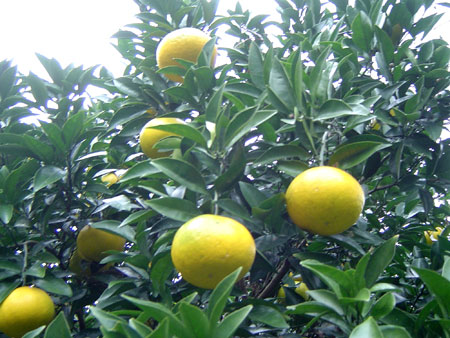 c0011204_21411934.jpg