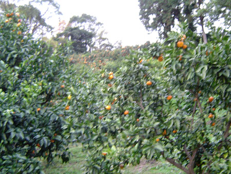 c0011204_2236268.jpg