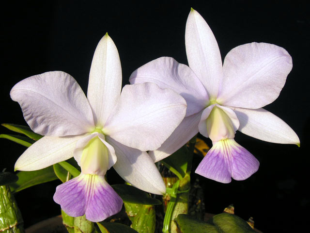 C. walkeriana fma.coerulea 'Carmen' : カトレア栽培日記