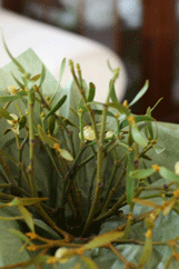 d0033230_1195513.gif