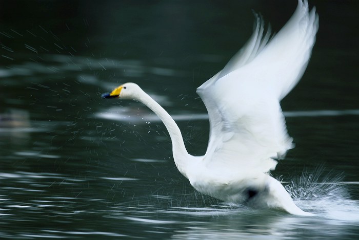 Swan Image_d0067934_1954978.jpg