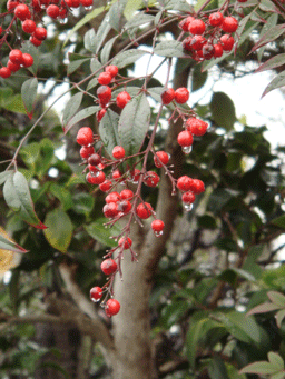 b0046050_17525286.gif