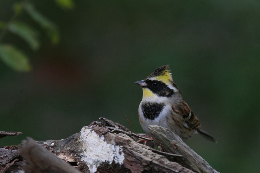 ミヤマホウジロ　　写真１１月末_f0103860_2055330.jpg