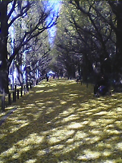 ゴージャスな散歩道_d0069964_13442411.jpg