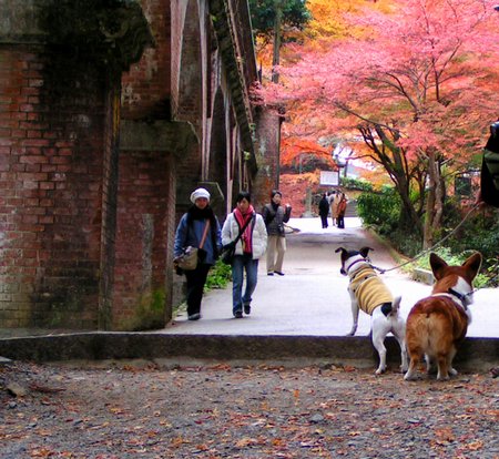 ＊犬連れ京都・大阪の旅（後編）＊_b0002585_14565833.jpg