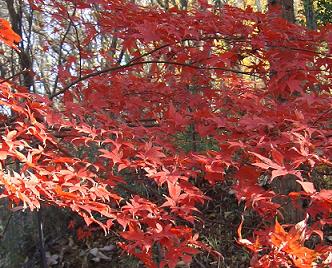 桜ヶ丘公園_e0023790_22301934.jpg