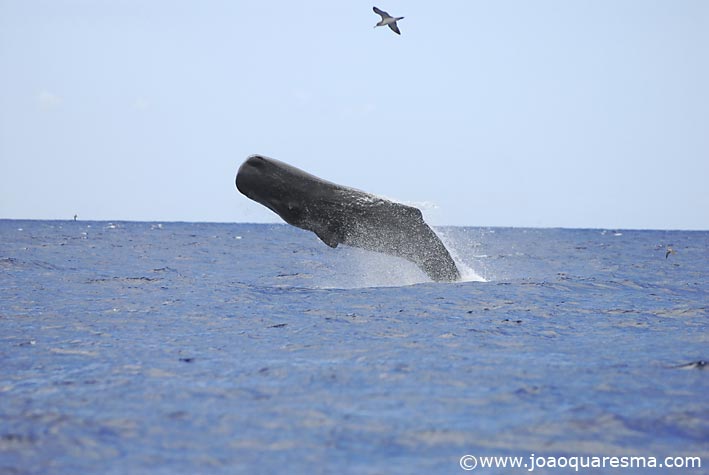 歯クジラの中で最大のマッコウクジラ : 秘密の世界 [The Secret 歯クジラの中で最大のマッコウクジラ : 秘密の世界 [The Secret