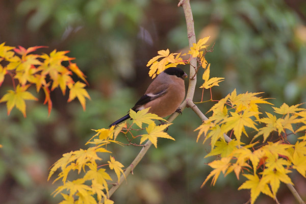 １２月７日　いつもの公園*2_b0060961_0394797.jpg