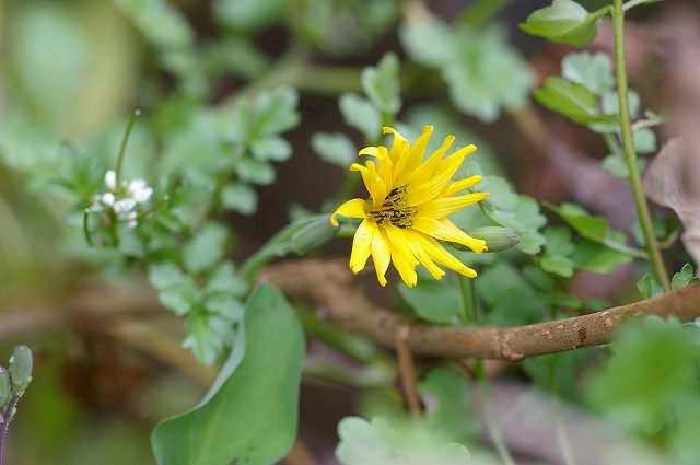 枯野の花 Ⅲ　　06.12.12_e0070891_7394987.jpg