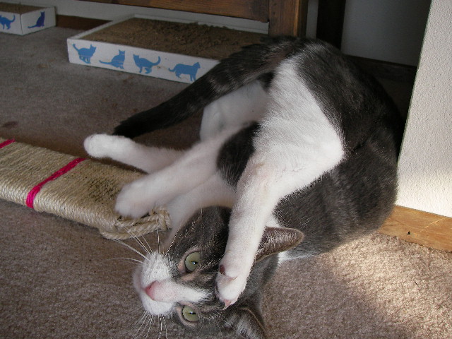 久々に猫ネタ - Kooper 編_e0061902_16293425.jpg