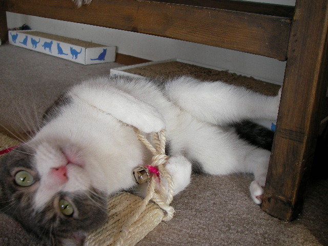 久々に猫ネタ - Kooper 編_e0061902_1630352.jpg