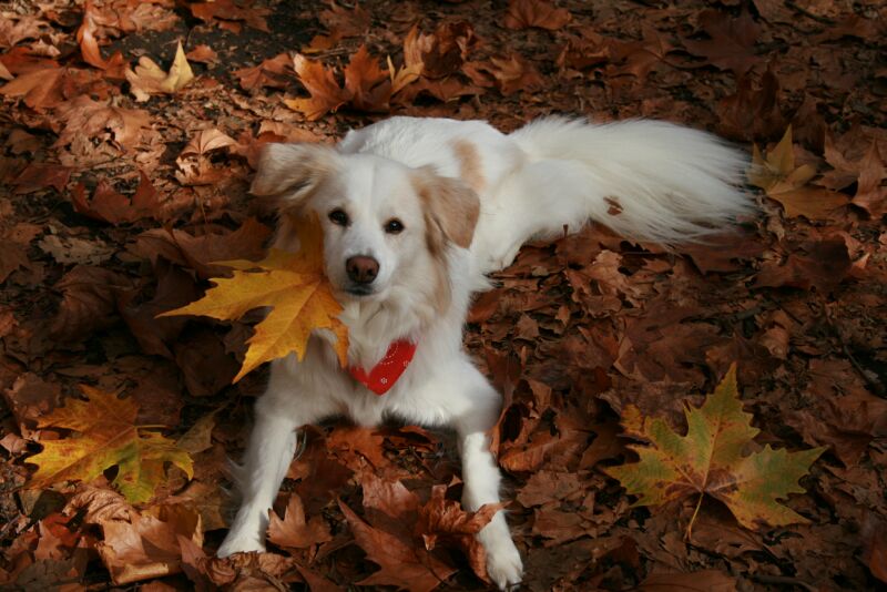 秋色　写真　その１　/　Autumn Colours　Part 1/3_a0032004_14272145.jpg