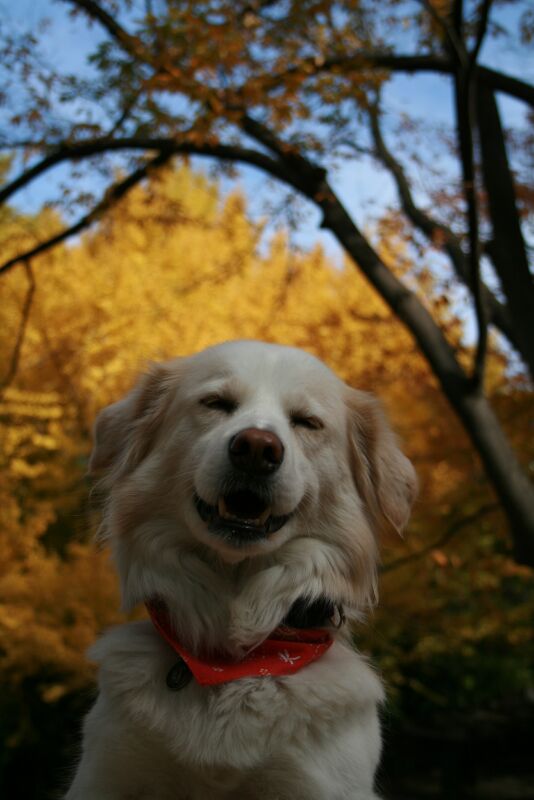 秋色　写真　その１　/　Autumn Colours　Part 1/3_a0032004_14311769.jpg