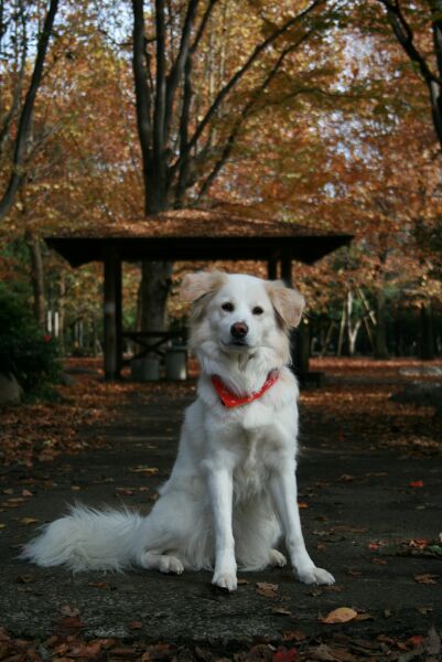 秋色　写真　その１　/　Autumn Colours　Part 1/3_a0032004_14314557.jpg