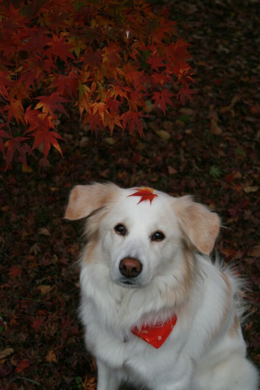 秋色　写真　その１　/　Autumn Colours　Part 1/3_a0032004_1443617.jpg