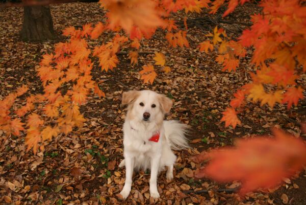 秋色　写真　その１　/　Autumn Colours　Part 1/3_a0032004_14455554.jpg