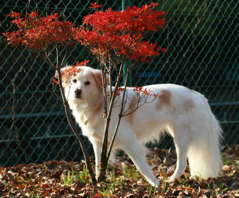 秋色　写真　その１　/　Autumn Colours　Part 1/3_a0032004_14462356.jpg