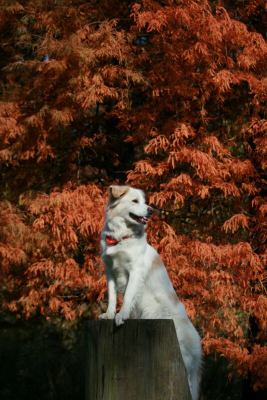 秋色　写真　その１　/　Autumn Colours　Part 1/3_a0032004_14523693.jpg