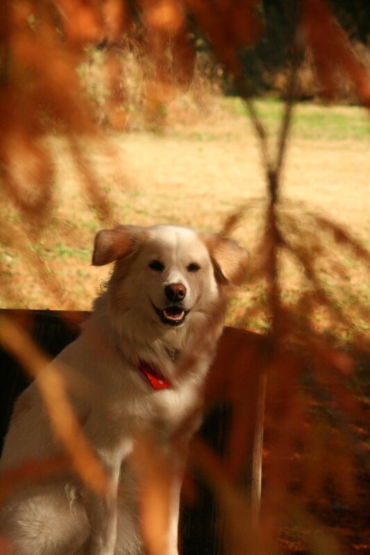 秋色　写真　その１　/　Autumn Colours　Part 1/3_a0032004_14552077.jpg