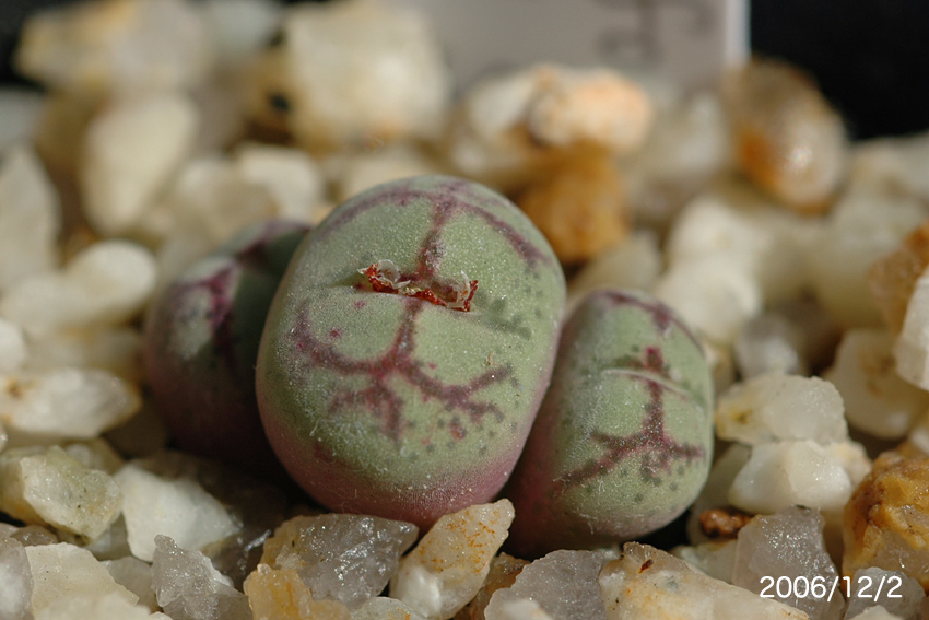 交配 : conocono's コノフィツム モノグラフ