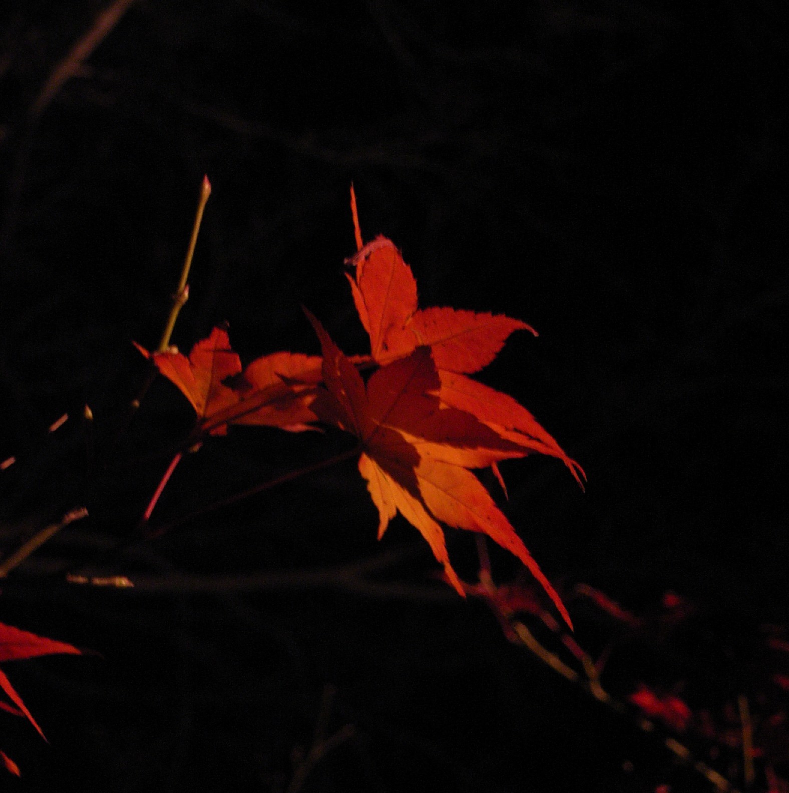 京都嵐山　花灯路_a0082536_23224985.jpg