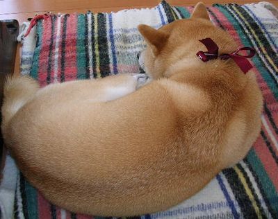 2006年12月13日(水)・・・愛ちゃんの3歳のお誕生日_f0060461_11525979.jpg