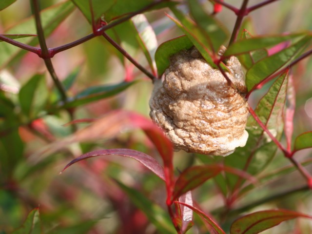 カマキリの卵のう_b0088772_20581089.jpg