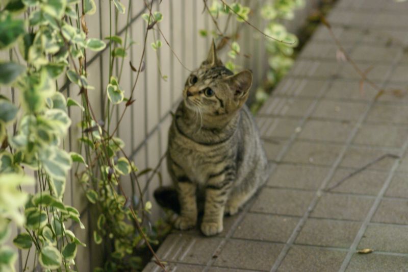 きょうのねこ　－近所の猫たちー_d0079278_1930551.jpg