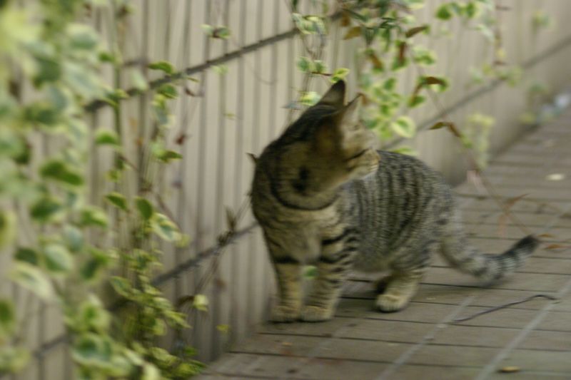 きょうのねこ　－近所の猫たちー_d0079278_1931655.jpg