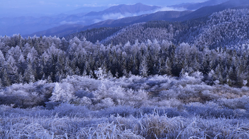 高ボッチの霧氷_f0035323_4461768.jpg