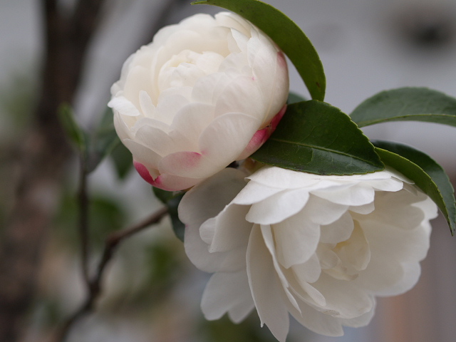 山茶花 白 時々の花