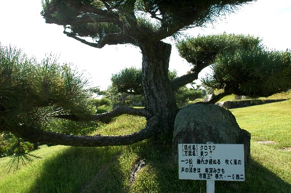 　　１９年前の番所庭園（ばんどこ ていえん）　　２０２５-０６-１７　００：００_b0093754_0345574.jpg