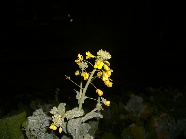 f0106759_11332273.jpg