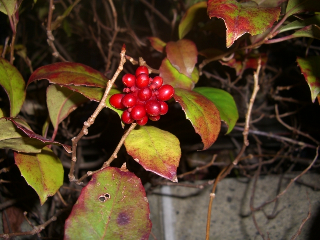 f0106759_11334588.jpg