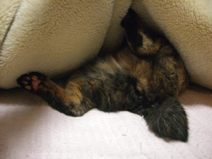 b0039168_4404441.gif