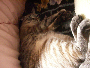 b0039168_441348.gif