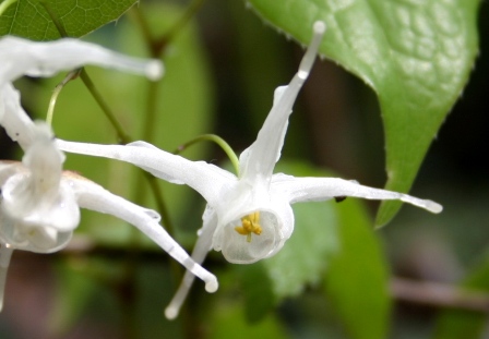 2006年思い出のアルバム　野の花編（春）_f0061869_20191989.jpg