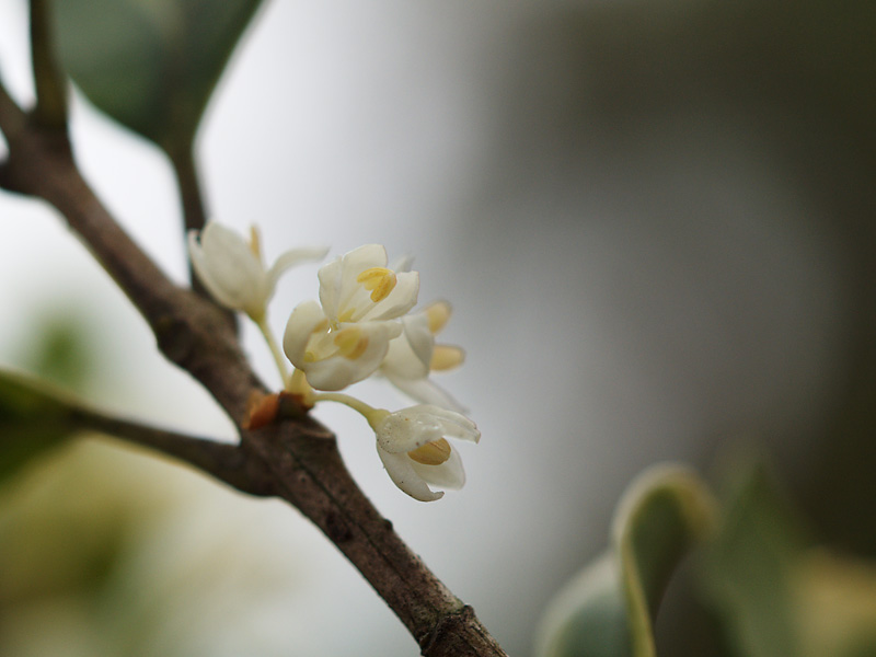 小雨あがりの花_e0097970_125929100.jpg