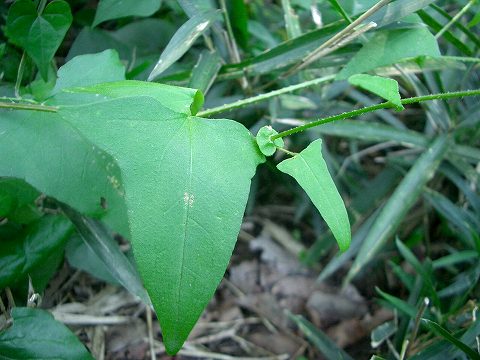 ママコノシリヌグイ(継子の尻拭い)_c0085874_16183781.jpg