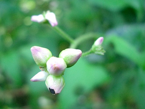 ママコノシリヌグイ(継子の尻拭い)_c0085874_16214184.jpg